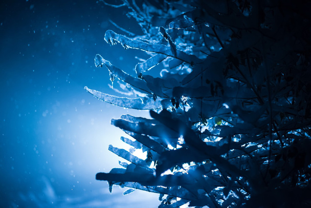 Baum in der Winternacht mit Neuschnee bedeckt - Foto, Bild