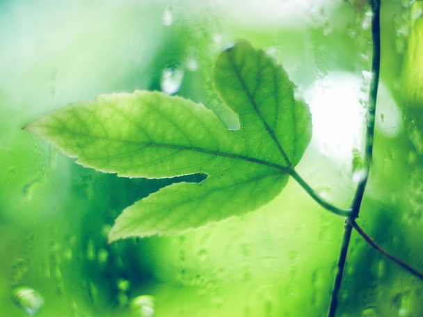 水滴、マクロ、自然の背景とグリーン リーフ - 写真・画像
