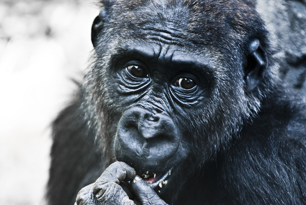Retrato de gorila
 - Foto, imagen