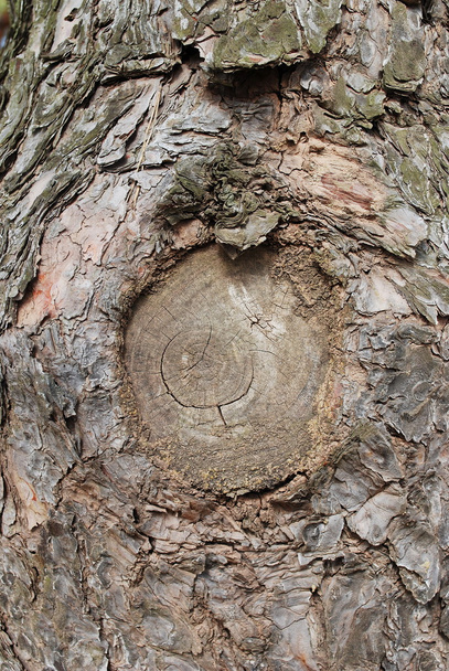 Textura de corteza de árbol - Foto, imagen