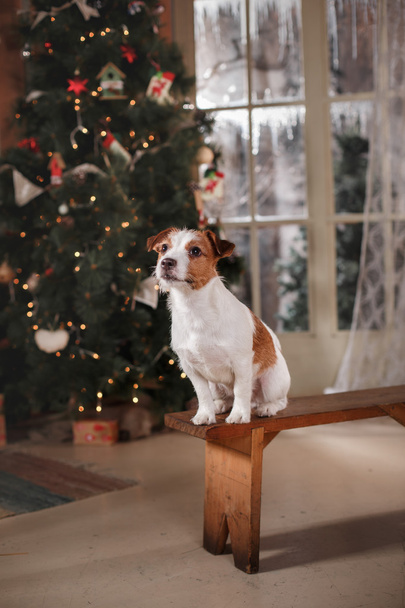 Dog breed Jack Russell Terrier holiday, Christmas - Fotó, kép