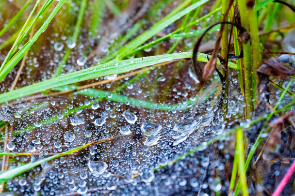 closeup spider web after a rain - Foto, Bild