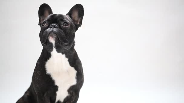 perro raza francés bulldog - Metraje, vídeo