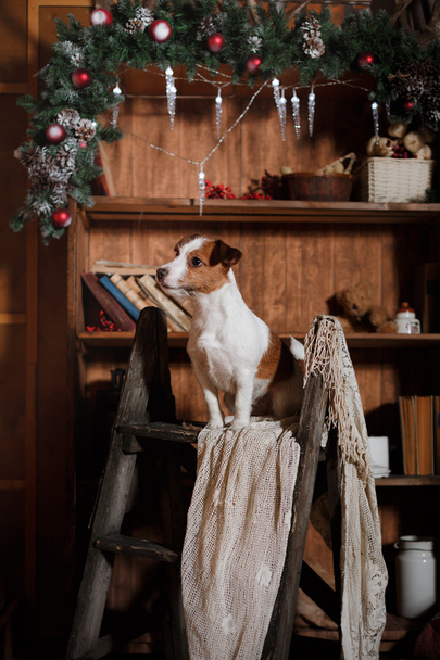 Dog breed Jack Russell Terrier holiday, Christmas - Φωτογραφία, εικόνα