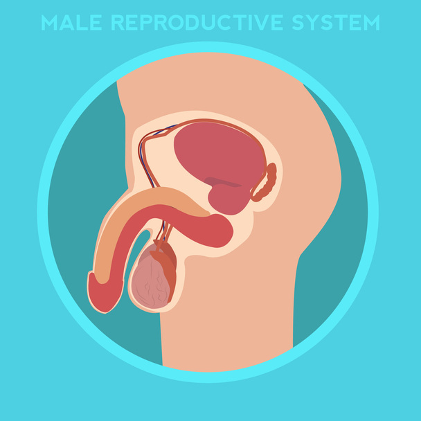 male reproductive system - Vector, Image