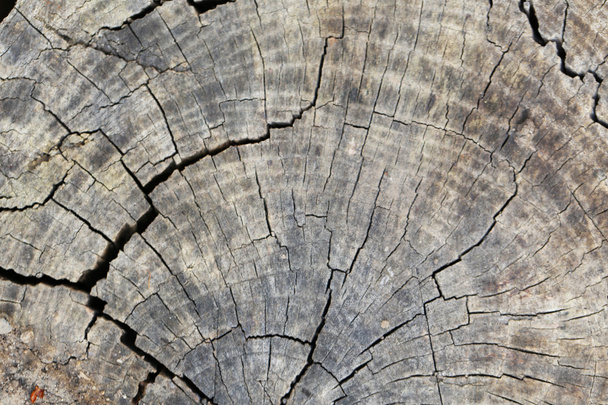 Old tree stump texture - Φωτογραφία, εικόνα