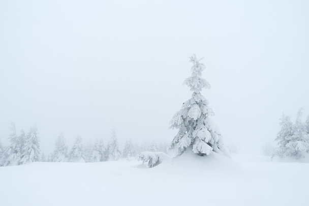Smrk ve sněhu - Fotografie, Obrázek