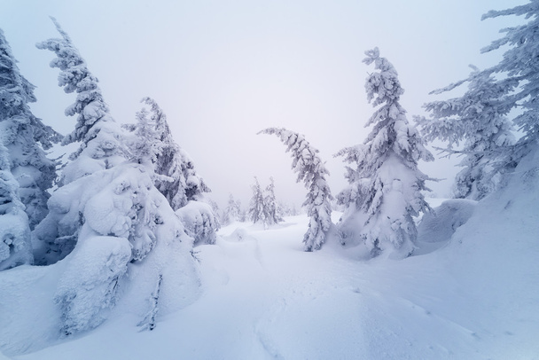 森林の冬の風景 - 写真・画像
