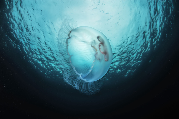Moon jellyfish, Aurelia aurita in sea.  - 写真・画像