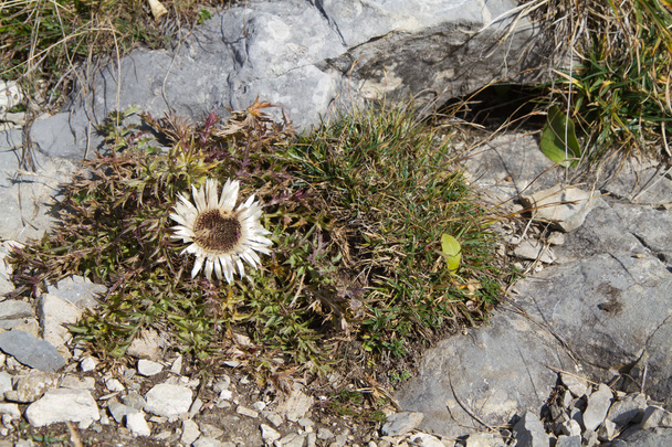 Flor de cardo sin tallo (Carlina acaulis) en los Alpes bávaros
 - Foto, Imagen