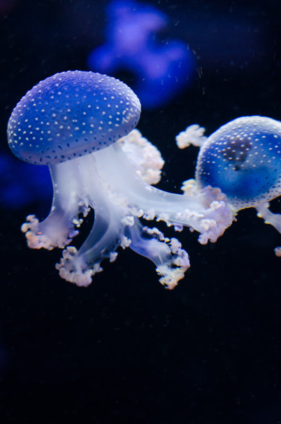 Group of light blue jellyfish. - Photo, Image