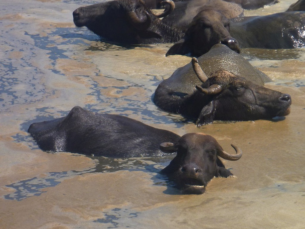 Búfalos en el agua sucia
 - Foto, Imagen