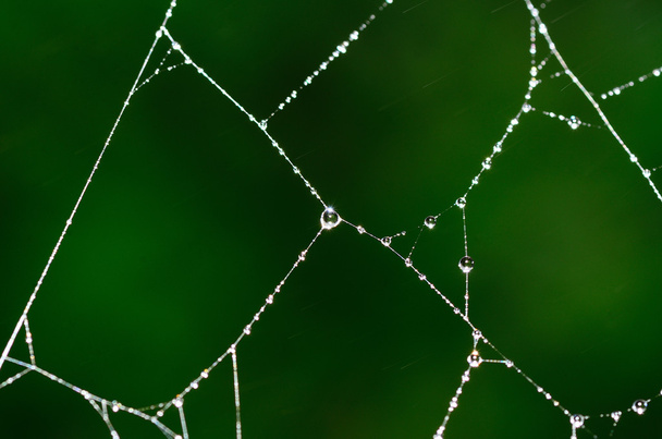 ιστός αράχνης με σταγόνες και οι ακτίνες του ήλιου - Φωτογραφία, εικόνα