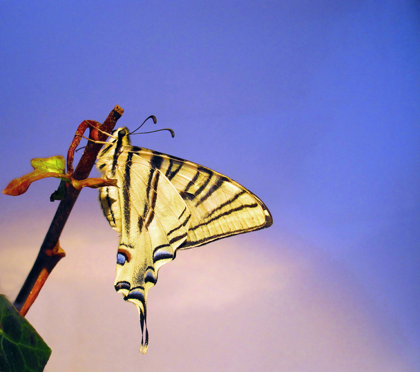 枝に蝶 papilion キアゲハ - 写真・画像