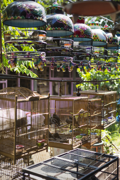 Vögel und Papageien auf dem Pasar Ngasem Markt in Yogyakarta, Cent - Foto, Bild