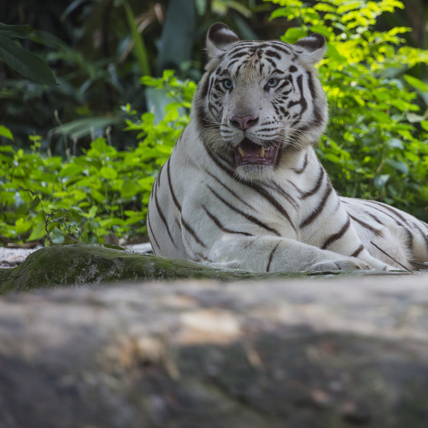 Tigre adulto de rayas blancas y negras raras - Foto, Imagen