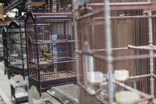 鳥とジョグ ジャカルタ、セントのパサール Ngasem 市場でオウム - 写真・画像