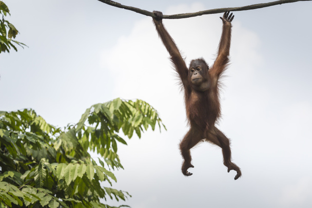Orangután a dzsungelben, Borneo, Indonézia. - Fotó, kép