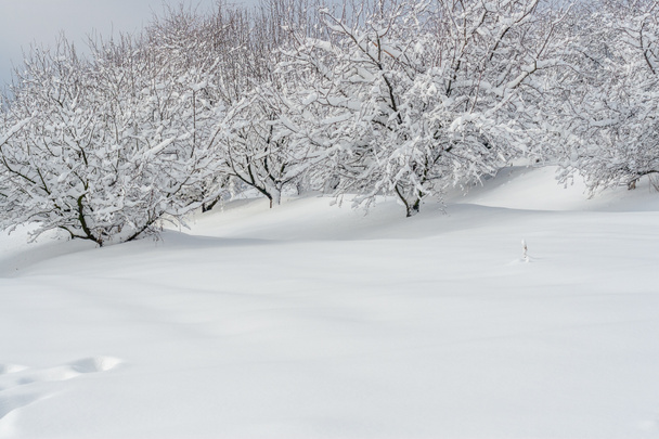 winter landscape in a park - Photo, Image