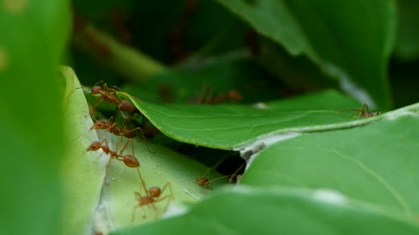 υφάντρα τα μυρμήγκια περπατώντας στην κυψέλη - Πλάνα, βίντεο
