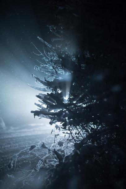 tree covered with fresh snow at winter night, back light with lens flare - Fotó, kép