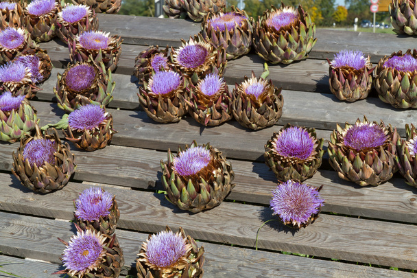 alcachofas florecientes en exhibición
 - Foto, Imagen