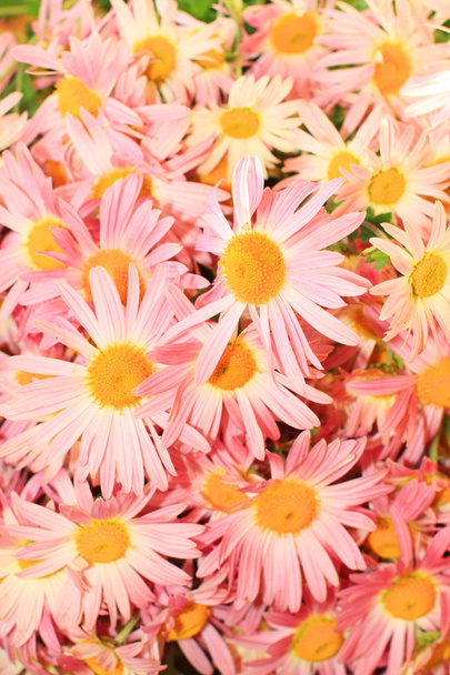 Fiori di chrisantemum rosa
 - Foto, immagini