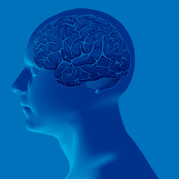 Анотація людської голови з мозком. Векторна ілюстрація
 - Вектор, зображення