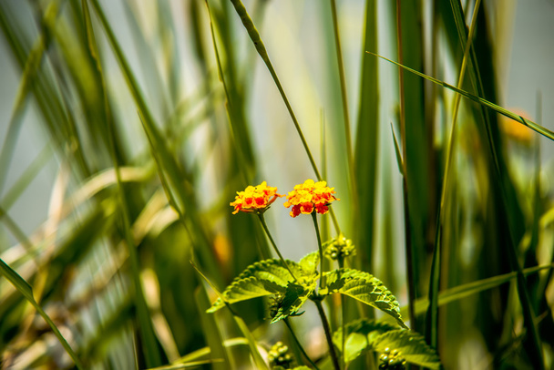 Jong Oranje en groene planten door lake - Foto, afbeelding