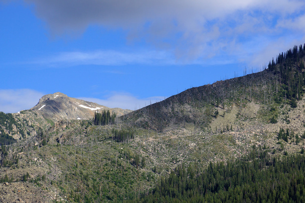 Green trees and bare trees in the Mountains of Independence Pass - Photo, Image