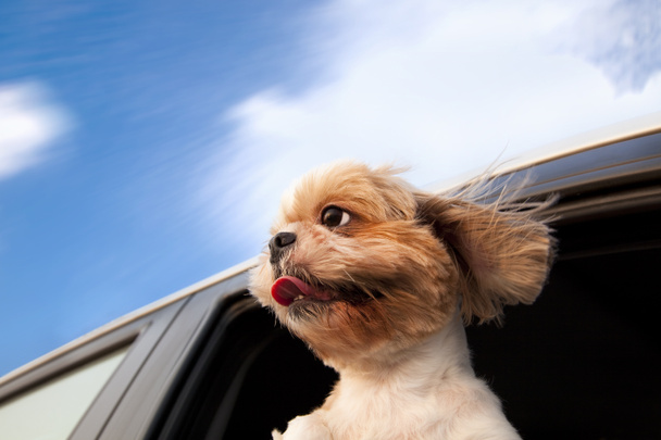 Dog in a Car Window and enjoy road trip - Photo, Image