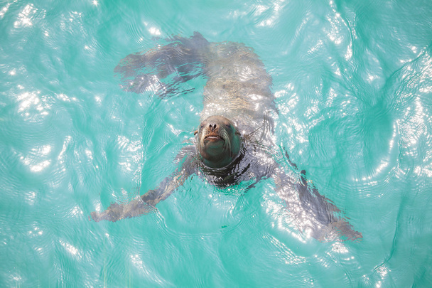 Морской лев, играющий в воде, Венис-Бич, Калифорния, США
. - Фото, изображение