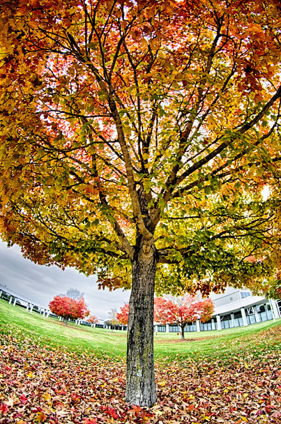 gelbe und orangefarbene und rote Herbstblätter im schönen Herbstpark. - Foto, Bild