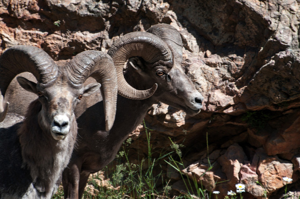 Big Horn schapen Raduim - Foto, afbeelding