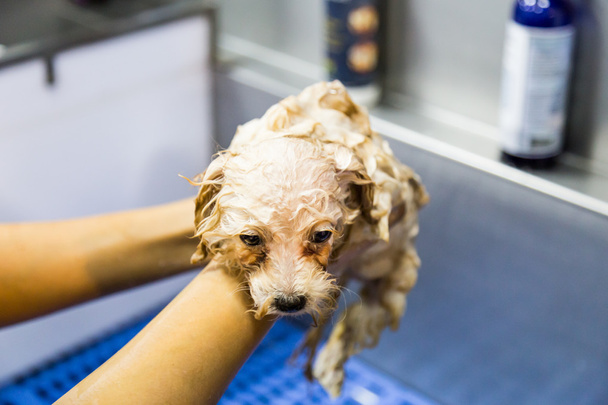 Roztomilý pudlík štěně pes ve sprše během kosmetické péče - Fotografie, Obrázek