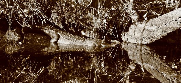 αμερικανικό αλλιγάτορα στις όχθες ποταμού, σέπια - Φωτογραφία, εικόνα