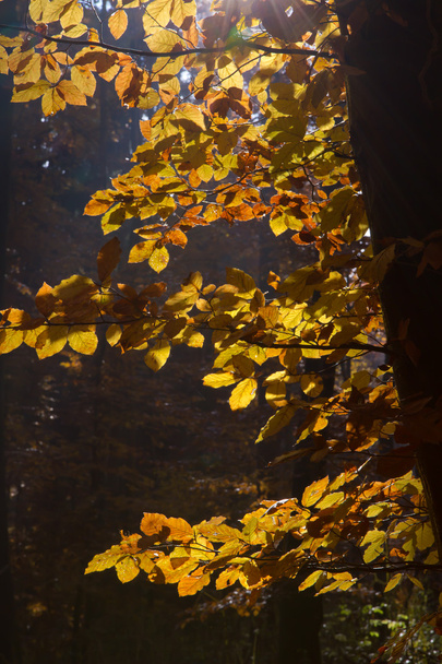 Красиві осінній ліс в Баварії, Німеччина - Фото, зображення