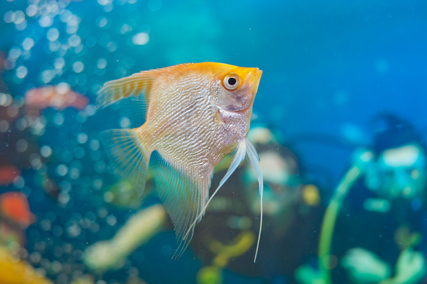 Aquarium small fishes. - Photo, Image