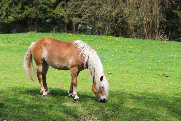 Ló a legelőn - Fotó, kép