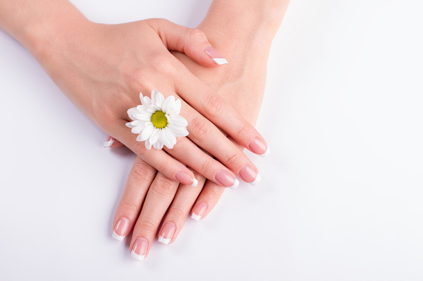 Manicure with a white chrysanthemum. - Photo, Image