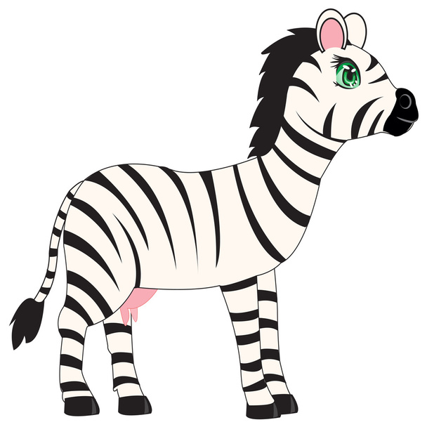 Animal zebra on white background - Vector, afbeelding