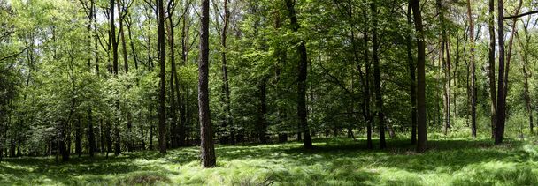 Green forest panorama - Zdjęcie, obraz