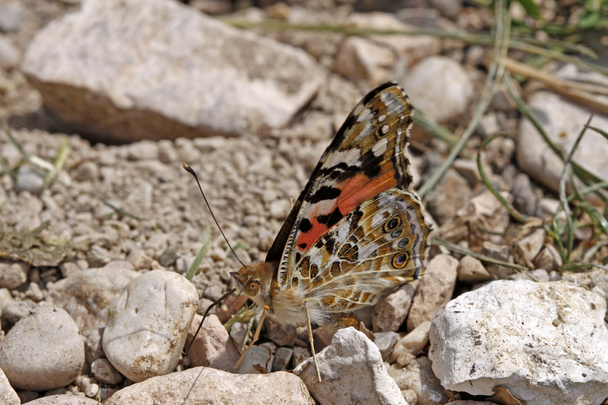 χρωματισμένη κυρία πεταλούδα, vanessa cardui (cynthia cardui) - Φωτογραφία, εικόνα