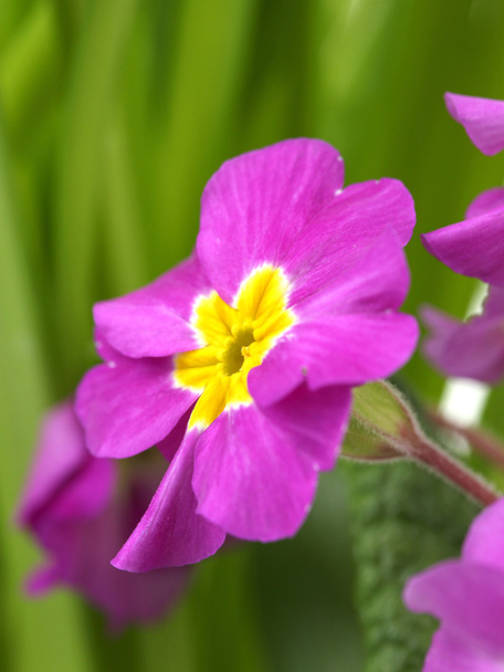 Beautiful purple primrose in green garden close up - Foto, imagen