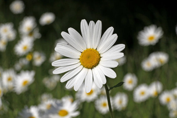 Oxeye daisy, Marguerite - Leucanthemum vulgare in may, Germany - Photo, Image