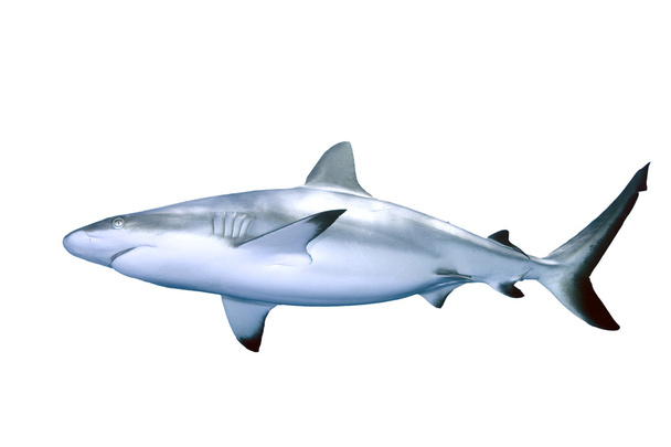 Tiburón aislado en blanco
 - Foto, imagen