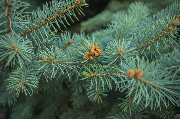 Blue spruce branches on a textured background. New Year or Chris - Photo, Image