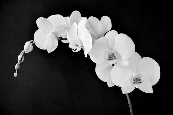 Phalaenopsis aphrodite orchidea - Fotó, kép