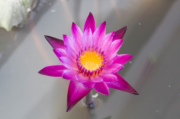 Een prachtige waterlelie of lotusbloem in vijver - Foto, afbeelding