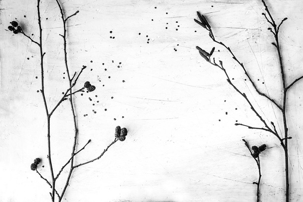 Dry branches of alder on the white table black and white - Zdjęcie, obraz